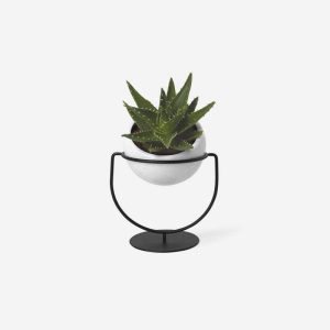 Ornamental Coconut Tree Bonsai