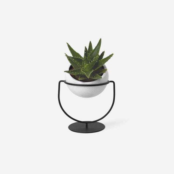 Ornamental Coconut Tree Bonsai