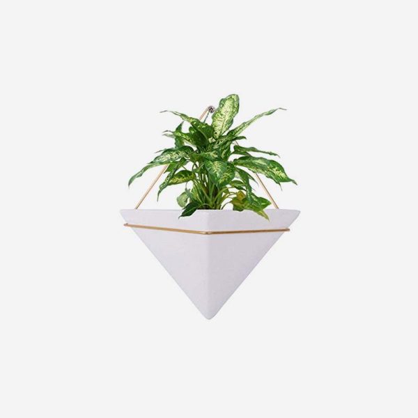 Citrus tree