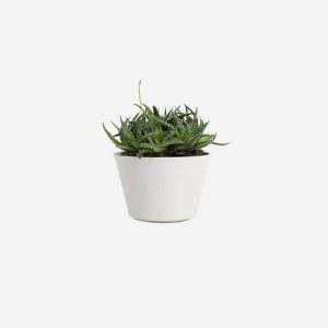 Bonsai tea tree