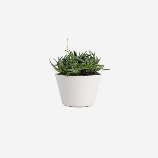 Bonsai tea tree